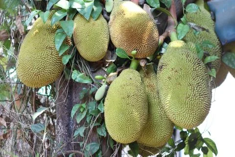 Many jackfruit on the tree Stock Photos