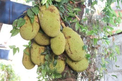 Many jackfruit on the tree Stock Photos