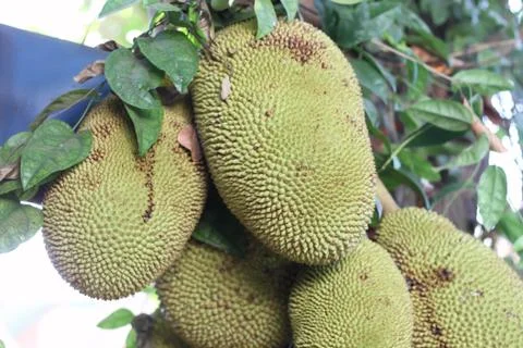 Many jackfruit on the tree Stock Photos