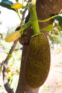 Many Jackfruit on tree Stock Photos