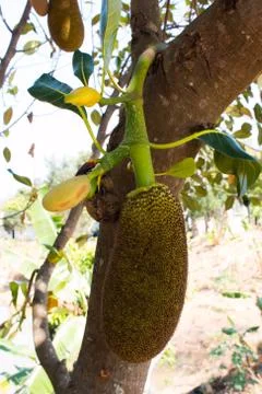 Many Jackfruit on tree Stock Photos