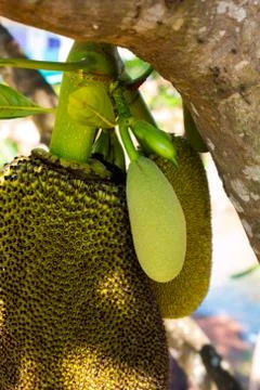 Many Jackfruit on tree Foto stock