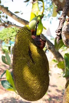 Many Jackfruit on tree Stock Photos