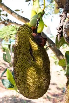 Many Jackfruit on tree Stock Photos
