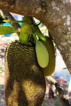 Many Jackfruit on tree Stock Photos