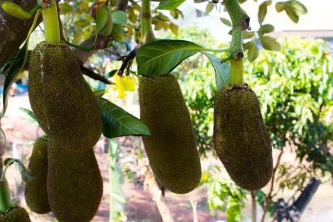 Many Jackfruit on tree Stock-Fotos
