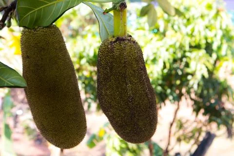 Many Jackfruit on tree Stock Photos