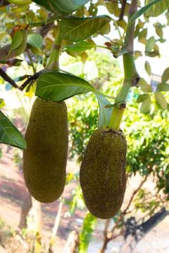 Many Jackfruit on tree Foto stock