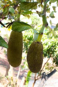 Many Jackfruit on tree Stock Photos