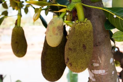 Many Jackfruit on tree Stock Photos