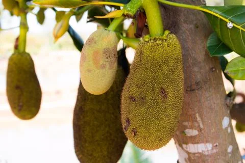 Many Jackfruit on tree Stock Photos