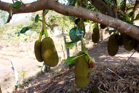 Many Jackfruit on tree Stock Photos