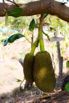 Many Jackfruit on tree Stock Photos