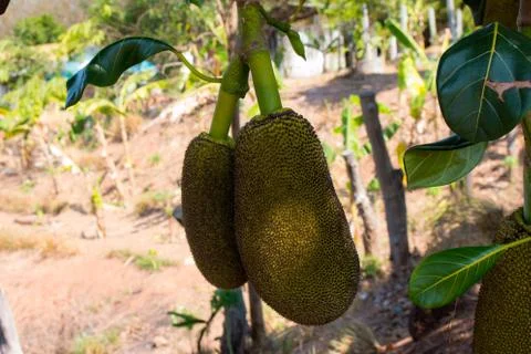 Many Jackfruit on tree Stock Photos