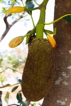Many Jackfruit on tree Foto stock
