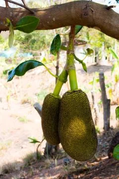 Many Jackfruit on tree Stock Photos