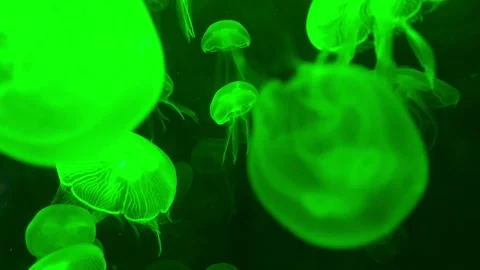 Many jellyfish float in the water. Stock Footage 259306507
