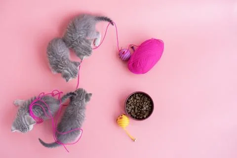 Many kittens play with a ball of thread on a pink background Stock Photos