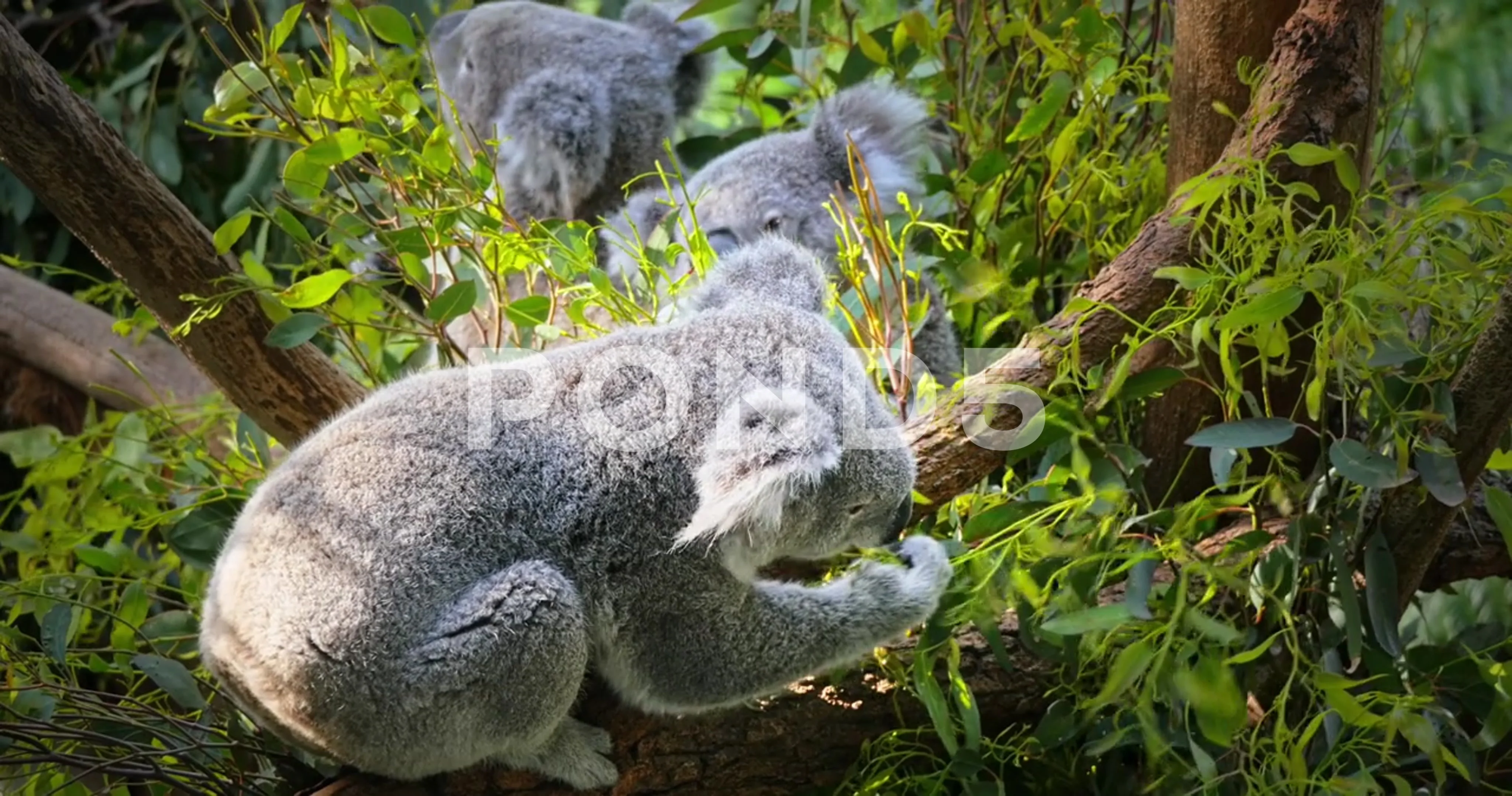 How Many Koalas In Australia