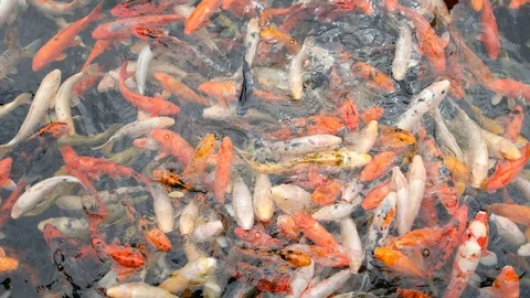 Many koi carp fish and gold fishes in pond Stock Footage 96260997