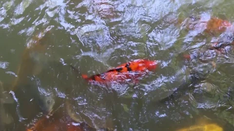 Many koi fish in pond Stock Footage 71212048