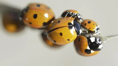 Many ladybugs on a branch 動画素材 40491160