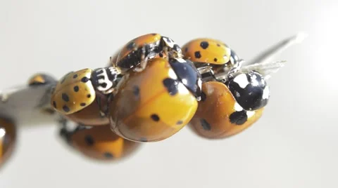 Many ladybugs on a branch 動画素材 40491260