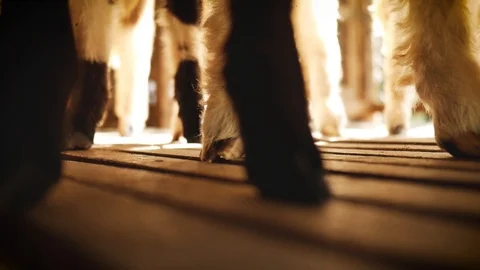 Many lambs on the farm Stock Footage 92226321