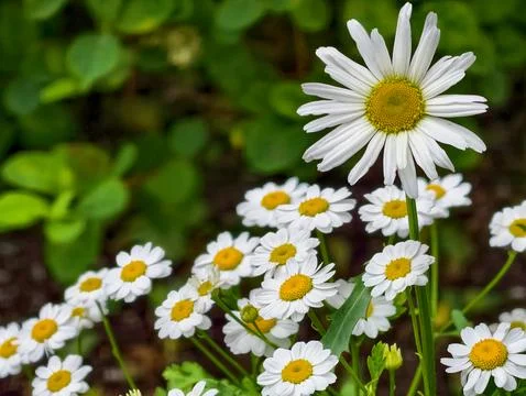Many large flower of the common daisy Stock Photos