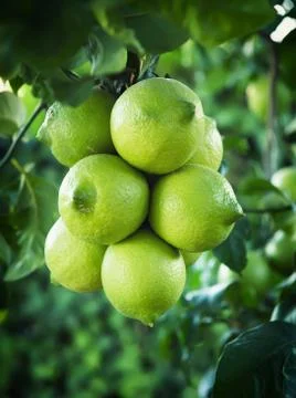 Many large Green lemons Stock Photos