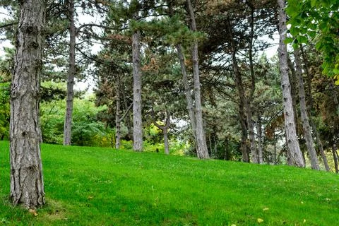 Many large pine trees trunks and vivid green grass in a garden during summer Stock Photos