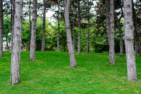 Many large pine trees trunks and vivid green grass in a garden  Stock Photos
