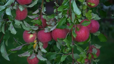 Many large red apples hang on thin tree branches close-up. Generous fertile Stock Footage 233338198