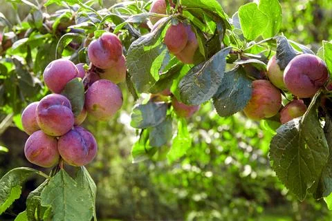 Many large ripe plums on a tree branch in a sunny garden. a bountiful harve.. Stock Photos