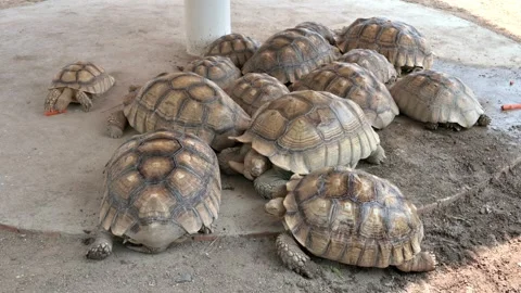 Many large turtles were sleeping together.Old turtles live together. Stock Footage 277390810