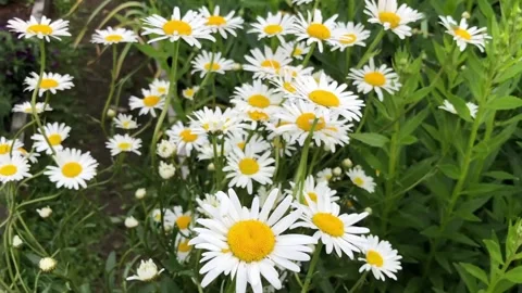 Many large white daisies, beautiful wildflowers Stock Footage 251575889