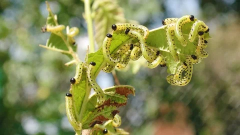 Many larvae caterpillars damage plants and trees Stock Footage 97944552