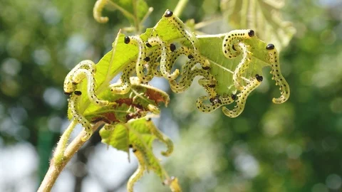 Many larvae feed on caterpillars Stock Footage 92370421