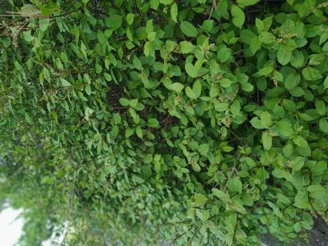 Many leaves Foto stock