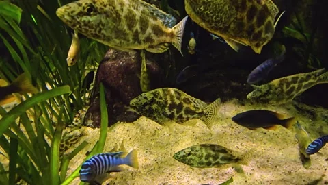 Many leopard cichlid fish Stock Footage 275893470