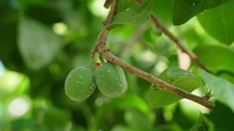 Many light green beetles on green plums of plum tree close-up. Fruit tree pests Stock Footage 339417870