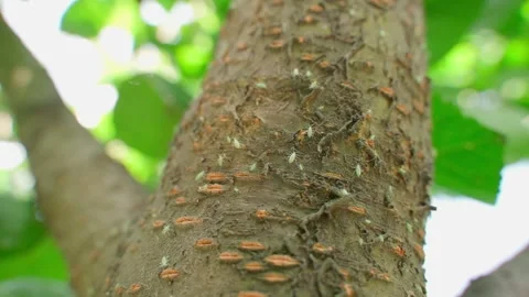 Many light green beetles on plum tree trunk close-up. Fruit tree pests Stock Footage 339417760