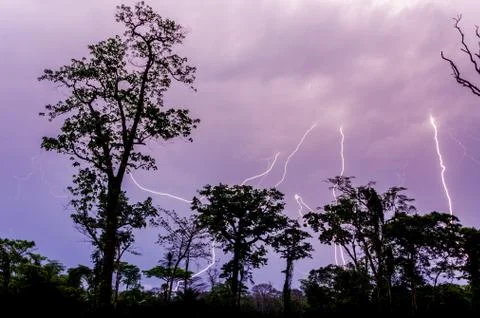 Many lightning strikes during dramatic thunderstorm with rain forest tree Stock Photos