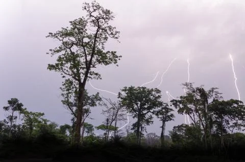 Many lightning strikes during dramatic thunderstorm with rain forest tree Stock Photos