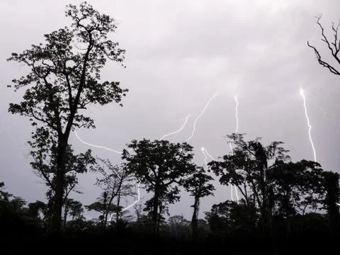 Many lightning strikes during dramatic thunderstorm with rain forest tree Foto stock