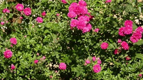 Many lilac roses Stock Footage 52372245