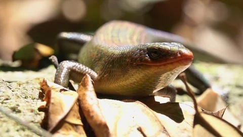 Many-lined or Common Sun Skink (Eutropis multifasciata) in Forest Video stock 95371409