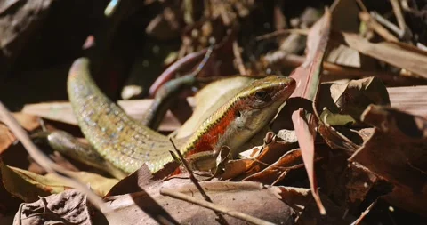Many-lined sun skink lizard on dry forest floor leaves close-up Stock Footage 340540096
