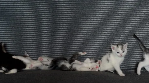 Many  little kittens play at home on the bed and crawling Stock Footage 138018564