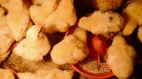 Many little yellow chicks in the box, life in incubator 4k footage.  Newborn chi Stock Footage 182437738